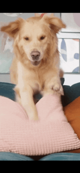 Cozy Foldable Pet Haven